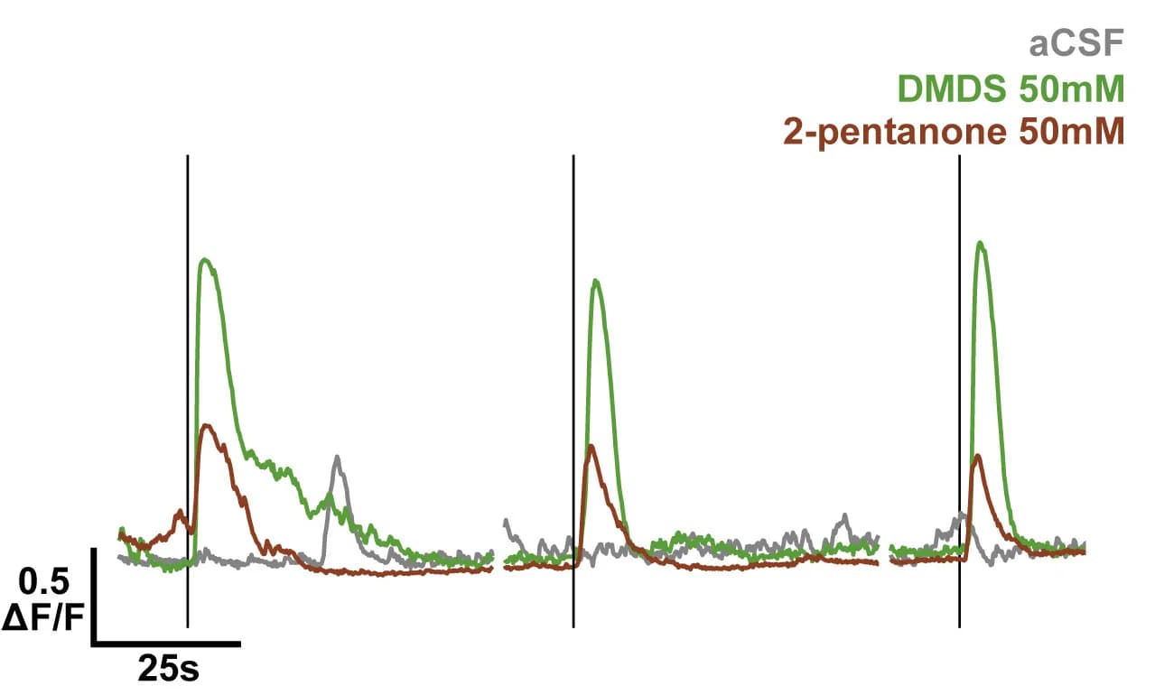 Open access visualization of Line Plot, Calcium Transients, Pressure Application, DMDS, 2-Pentanone