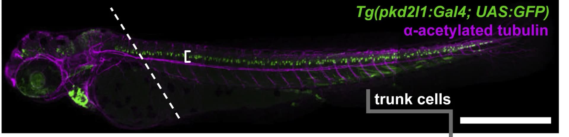 Open access visualization of Microscopy, Zebrafish, Immunostaining, GFP, Acetylated Tubulin