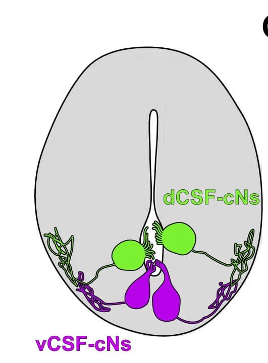 Open access visualization of Illustration, Spinal Cord, Central Canal, dCSF-cNs, vCSF-cNs