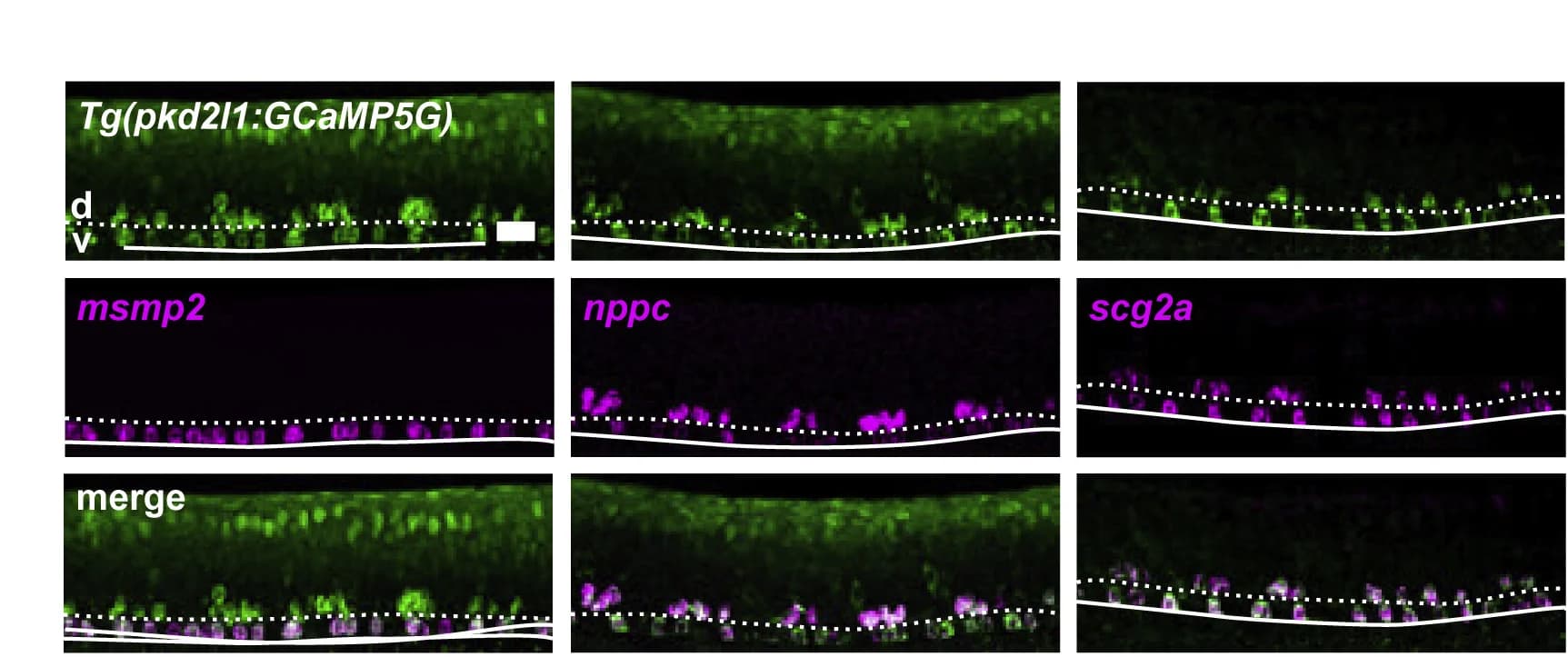 Open access visualization of Microscopy, Fluorescence In Situ Hybridization, Immune-related Secreted Factors, CSF-cNs