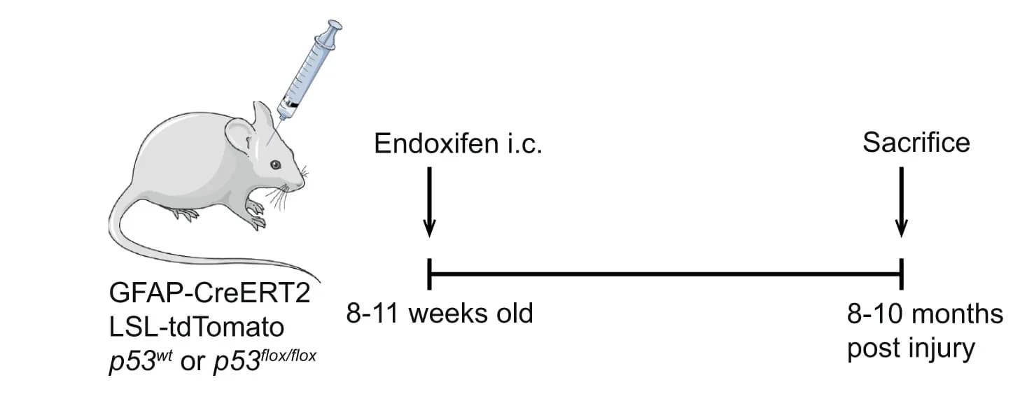 Open access visualization of Workflow, Illustration, Experimental Outline, Endoxifen, Astrocytes