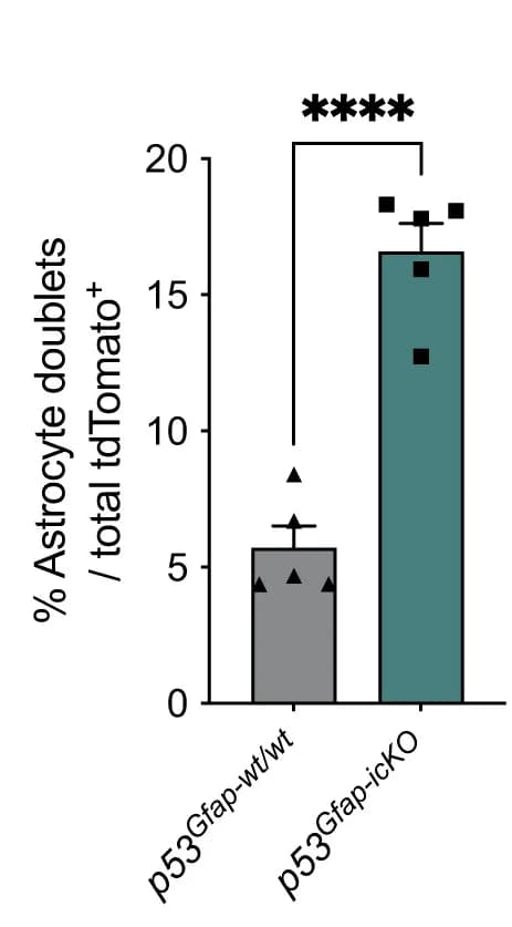 Open access visualization of Bar Plot, Error Bars, Quantification, tdTomato+ Astrocytes, Doublets