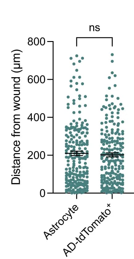 Open access visualization of Scatter Plot, Error Bars, Quantification, Cell Distance, Injury Site