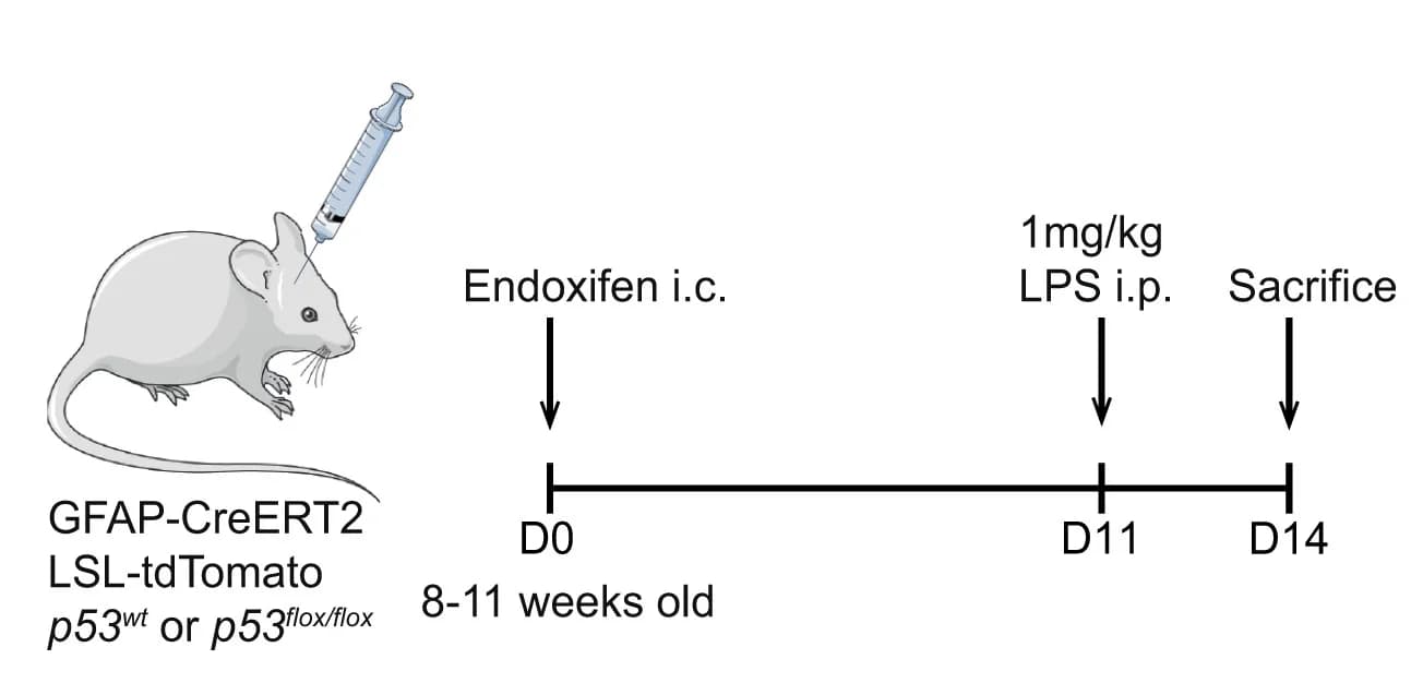 Open access visualization of Workflow, Illustration, Experimental Outline, Endoxifen, GFAP-CreERT2