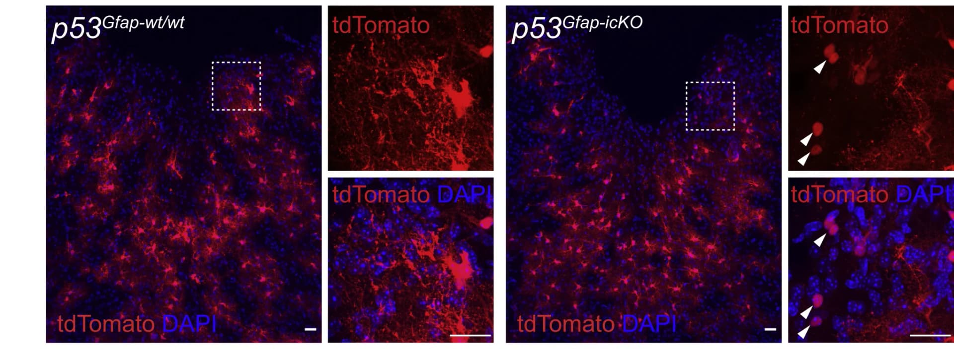 Open access visualization of Microscopy, tdTomato+ Cells, Endoxifen, Lipopolysaccharide, Astrocyte-Derived Rounded Cells