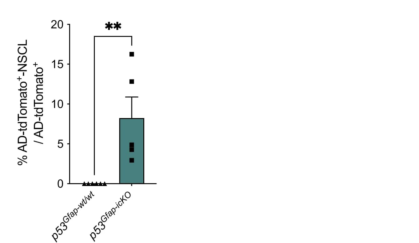 Open access visualization of Bar Plot, Error Bars, AD-tdTomato+-NSCL Cells, AD-tdTomato+ Cells, Quantification