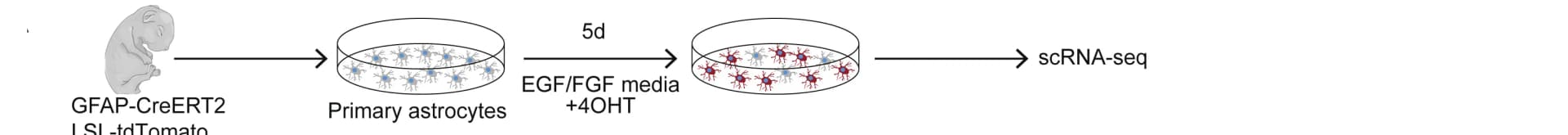 Open access visualization of Workflow, Flowchart, Illustration, Experimental Outline, Cortical Astrocytes