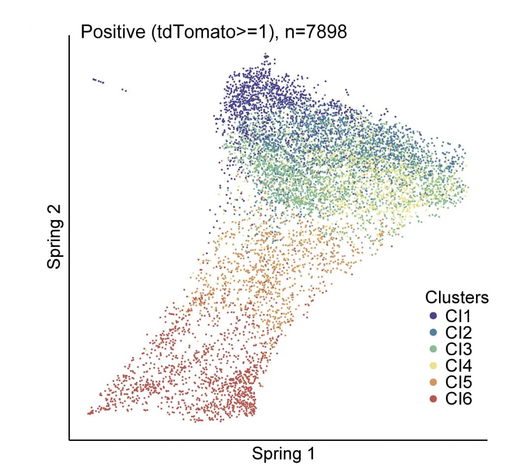 Open access visualization of Scatter Plot, UMAP, PCA, SPRING Analysis, Cell Trajectories