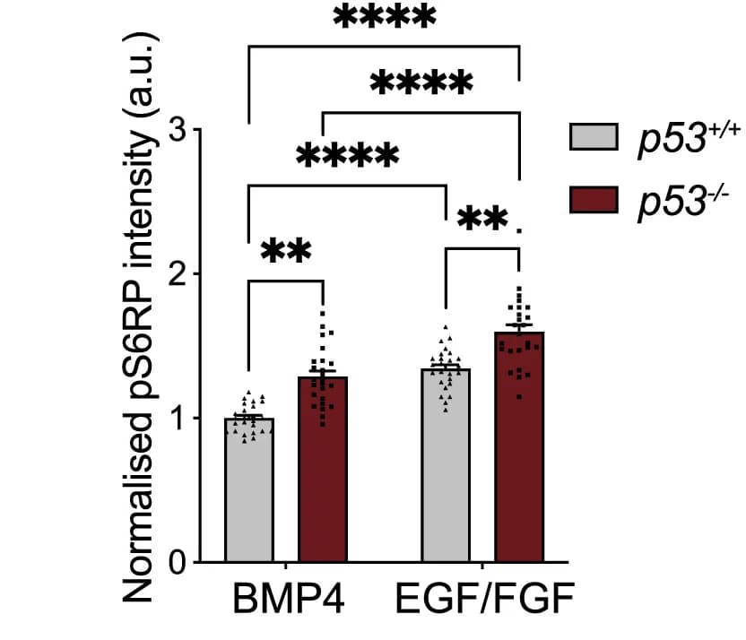 Open access visualization of Bar Plot, Error Bars, Clustered, pS6RP Intensity, S6RP