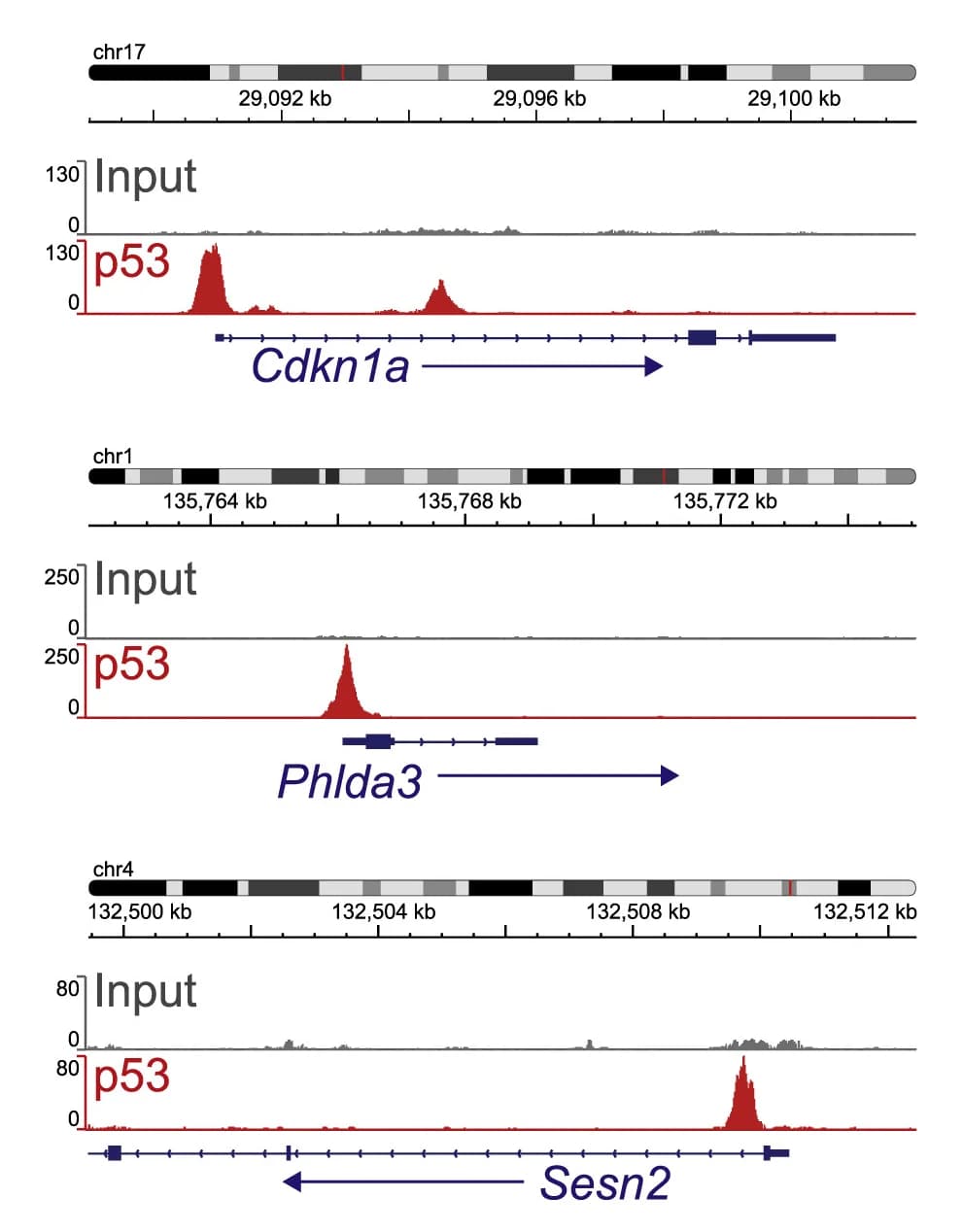 Open access visualization of Line Plot, Density Plot, ChIP Sequencing, Astrocytes, p53 Binding