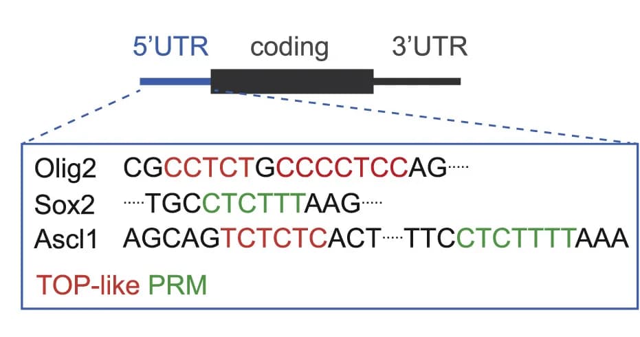Open access visualization of Illustration, TOP Motif, PRM Motif, 5' UTR, Genes