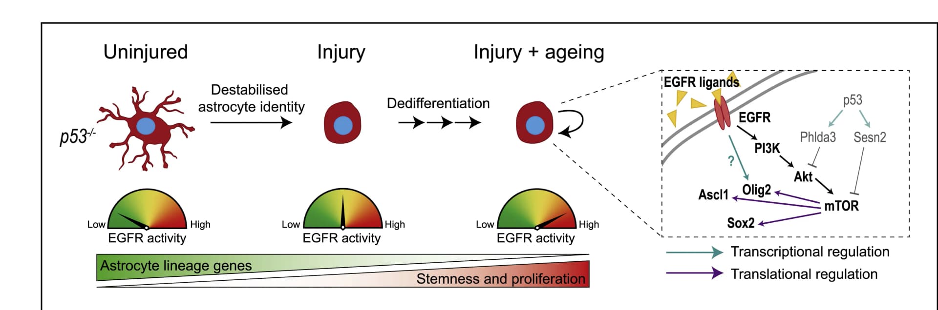 Open access visualization of Workflow, Illustration, Astrocyte Dedifferentiation, EGFR, mTOR