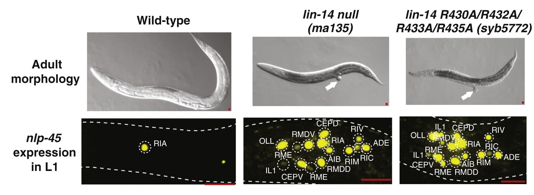 Open access visualization of Microscopy, Photo, Arginine Residues, LIN-14 BEN Domain, Adult Morphology