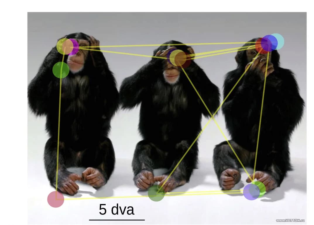 Open access visualization of Network, Photo, Eye Movements, Fixations, Free Viewing