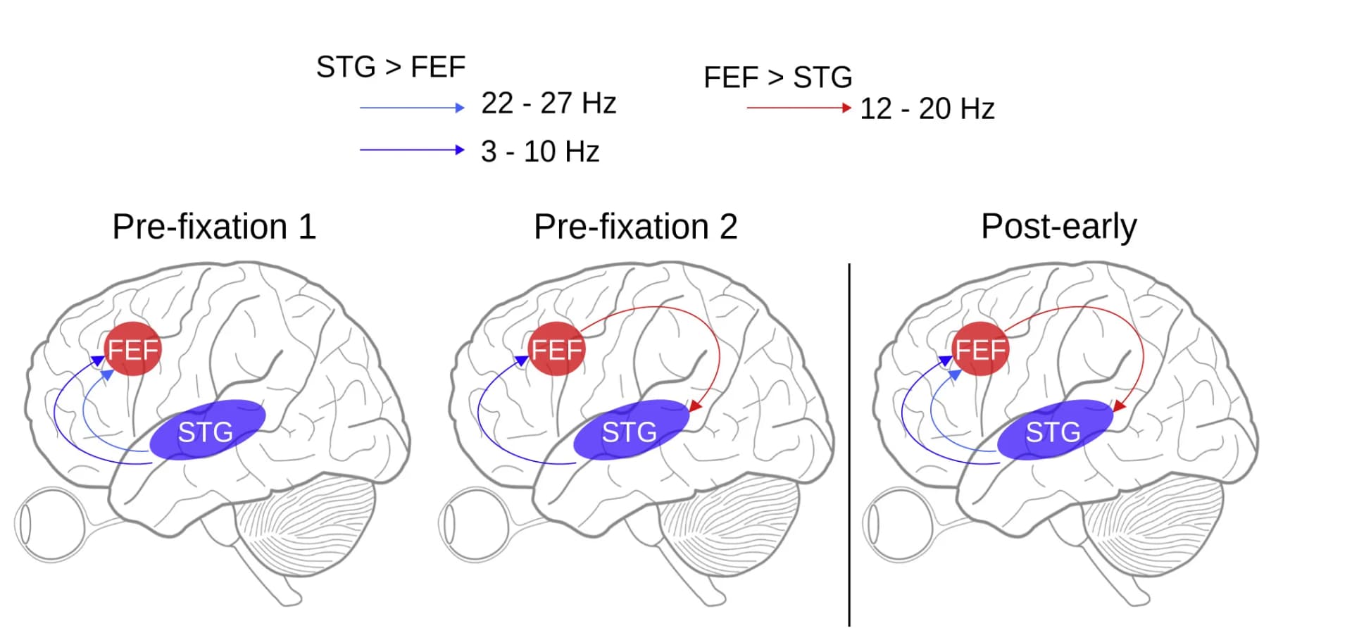 Open access visualization of Illustration, Schematic, Network Interactions, STG, FEF
