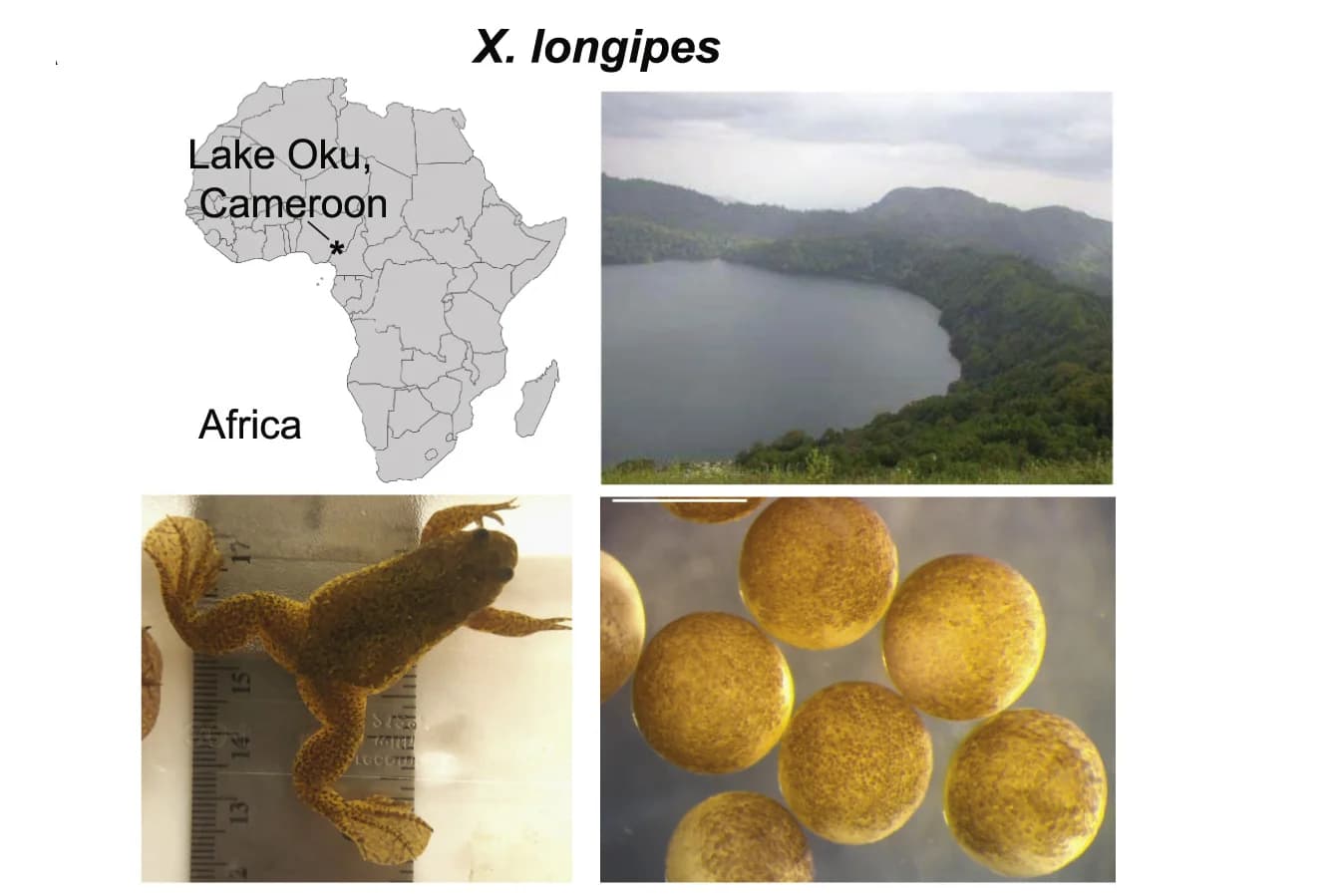 Open access visualization of Geo Map, Photo, Microscopy, Lake Oku, Cameroon