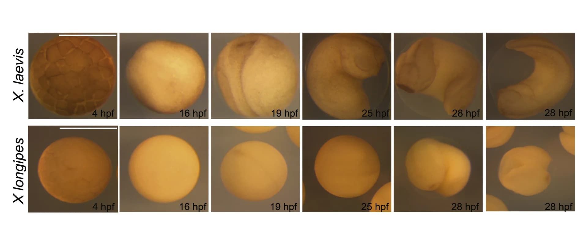 Open access visualization of Microscopy, Development, Xenopus longipes, Xenopus laevis, Fertilization
