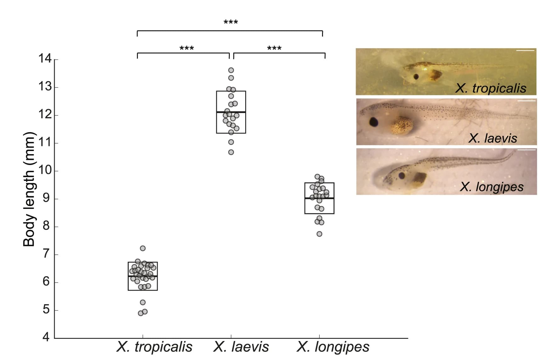 Open access visualization of Box Plot, Scatter Plot, Photo, Body Length, Tadpoles