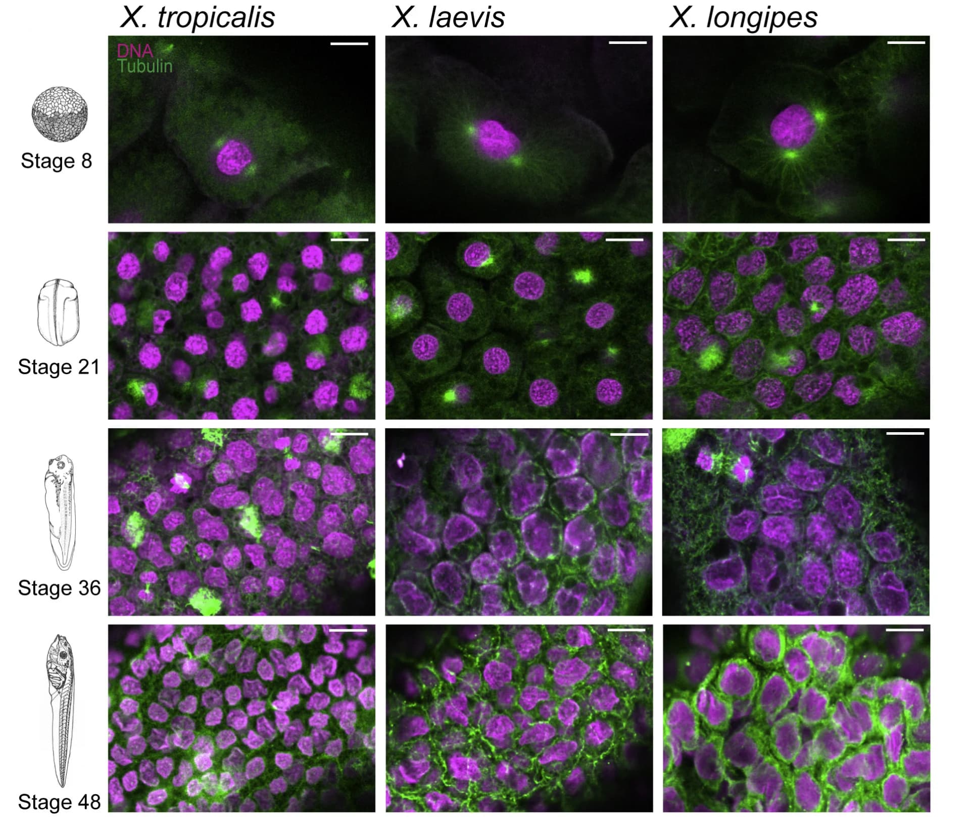 Open access visualization of Microscopy, Cells, Nuclei, Xenopus tropicalis, Xenopus laevis