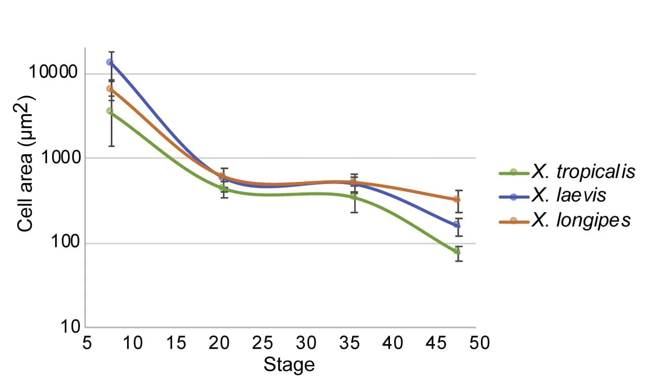 Open access visualization of Line Plot, Error Bars, Cross-sectional cell area, Embryogenesis