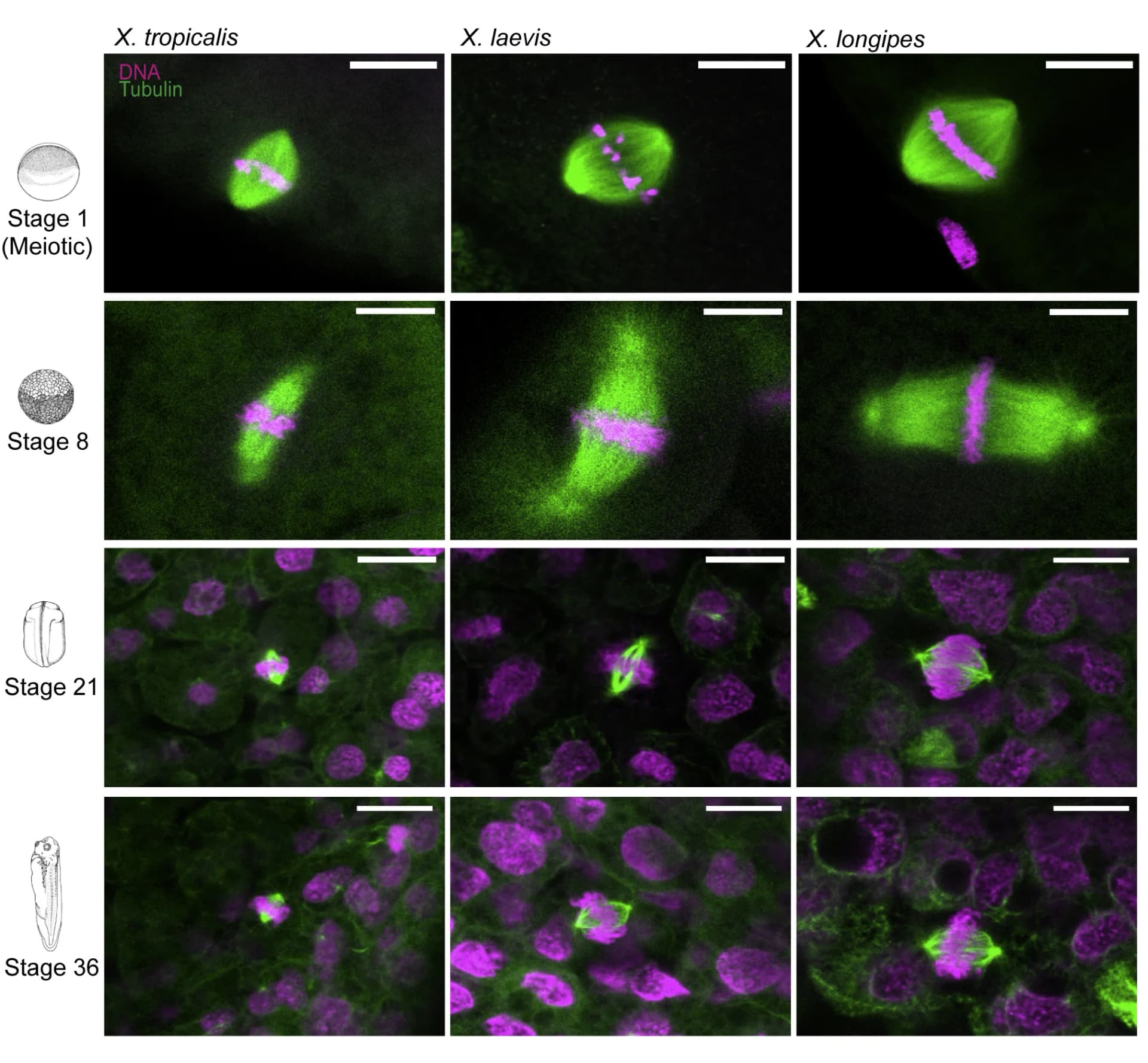 Open access visualization of Microscopy, Meiotic Spindles, Mitotic Spindles, X. tropicalis, X. laevis