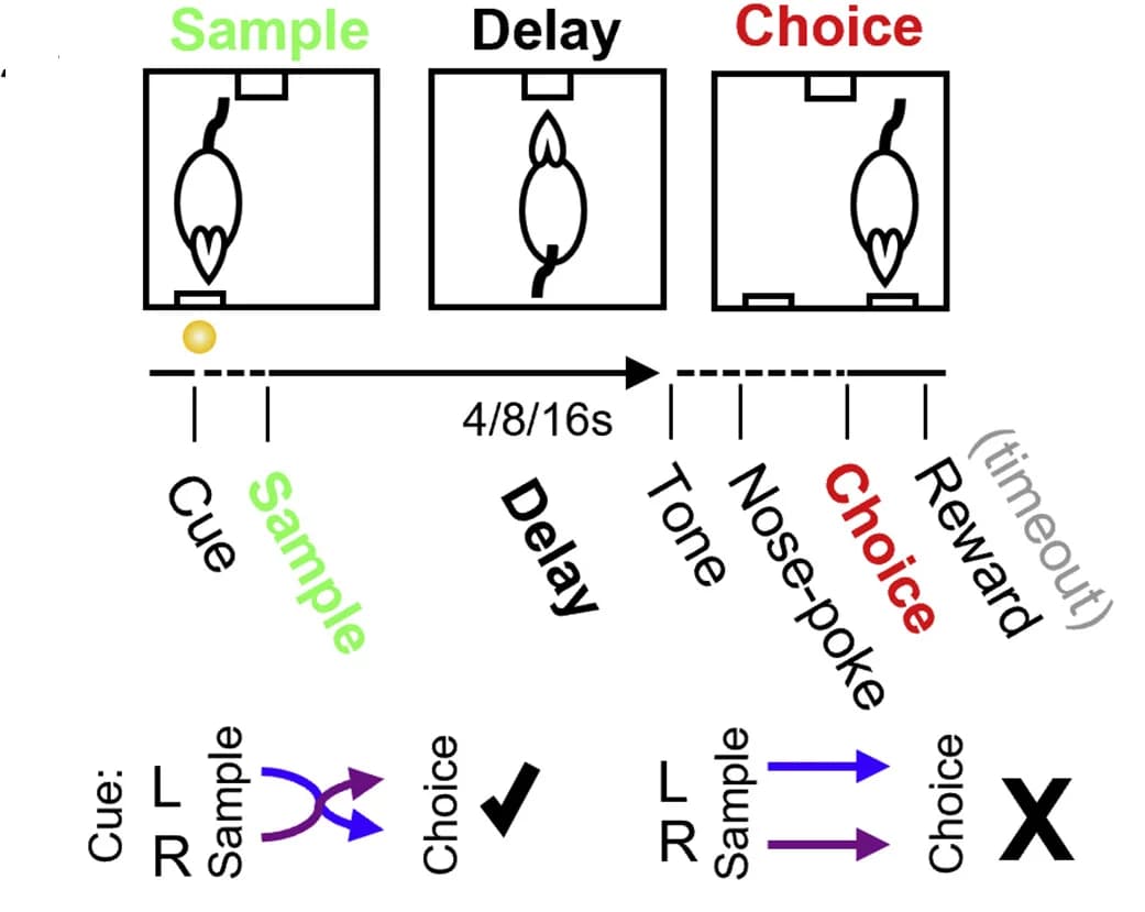 Open access visualization of Workflow, Flowchart, Illustration, DNMTS Task, Contingencies