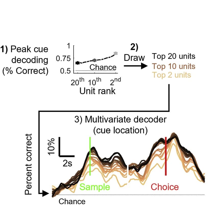Open access visualization of Line Plot, Sample Decoding Capacity, Synthetic Cell Assemblies, Single Units, Cue Location Decoding