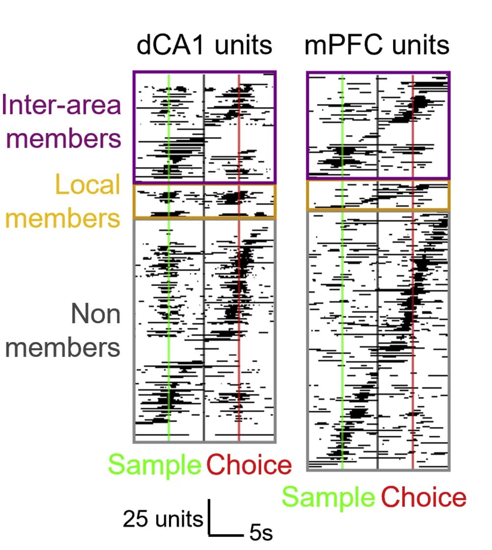 Open access visualization of Raster Plot, Firing Rates, dCA1, mPFC, Single Units