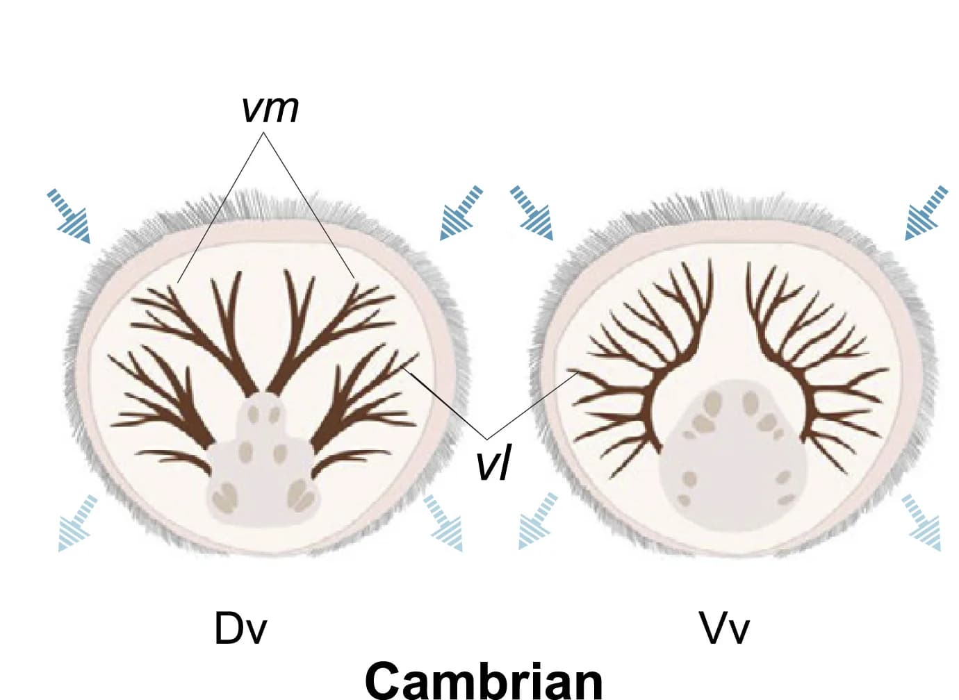 Open access visualization of Illustration, Interpretative Line Drawings, Anatomy, Diandongia, Mantle Canals