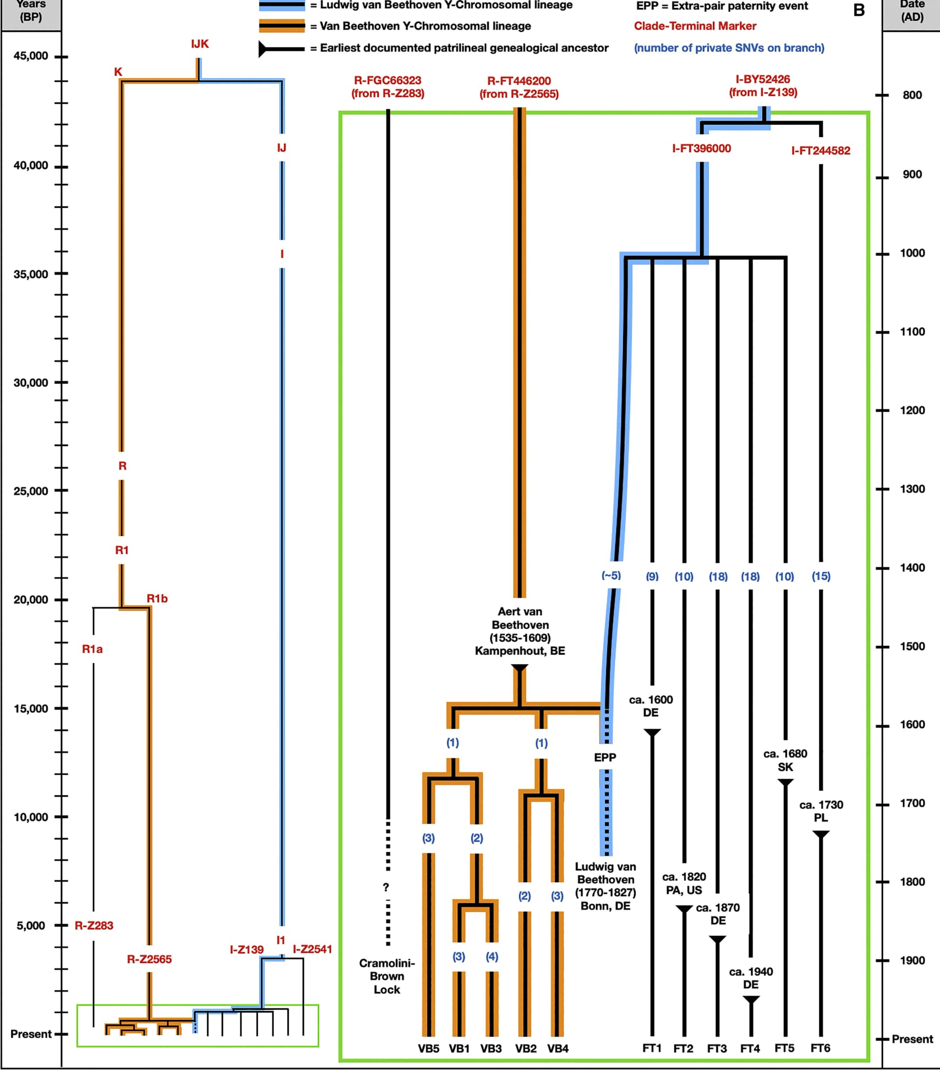 Open access visualization of Line Plot, Line Step, Flowchart, Phylogenetic Tree, Y Chromosome