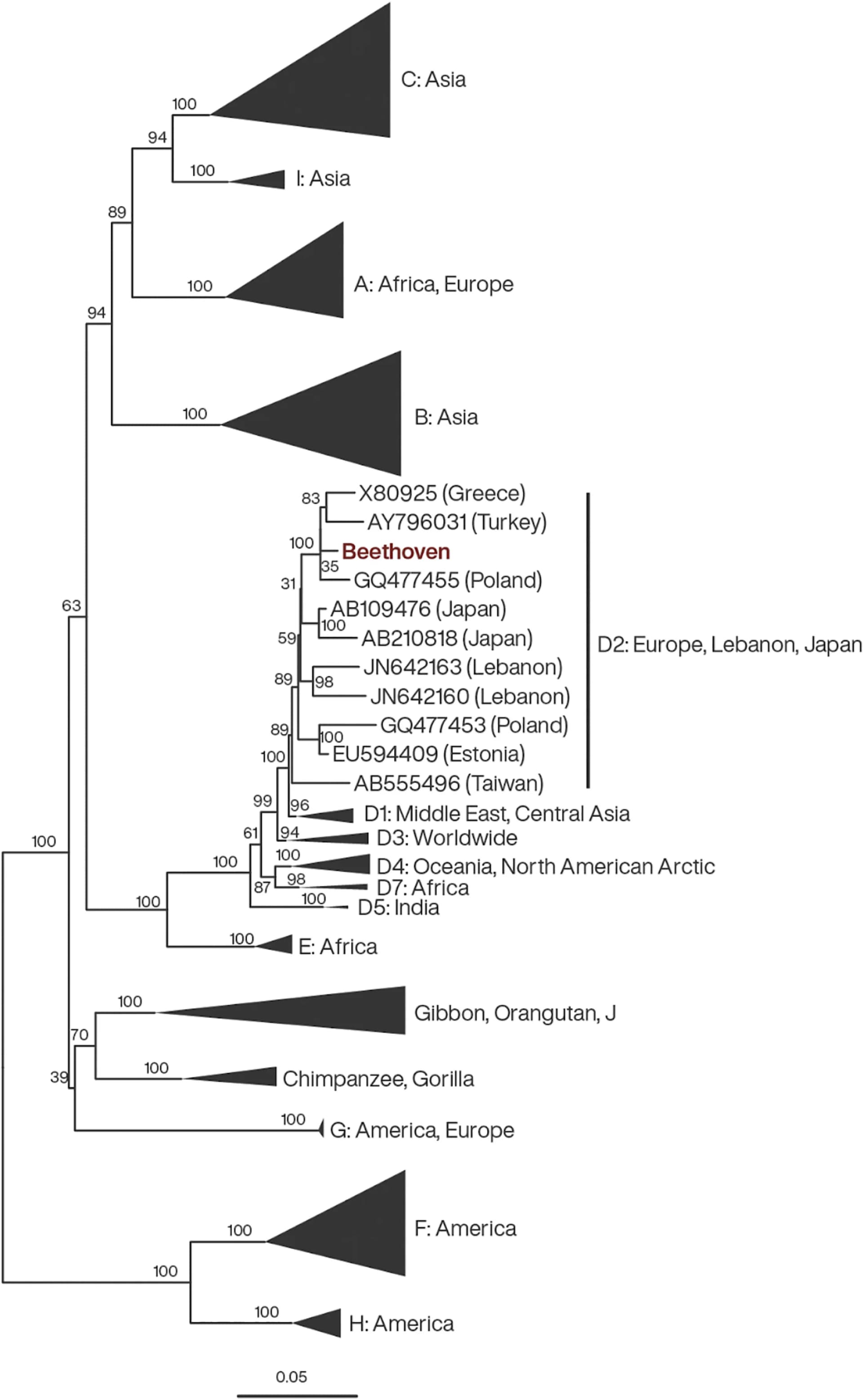 Open access visualization of Network, Pathway, Phylogenetic Tree, HBV, Genotypes