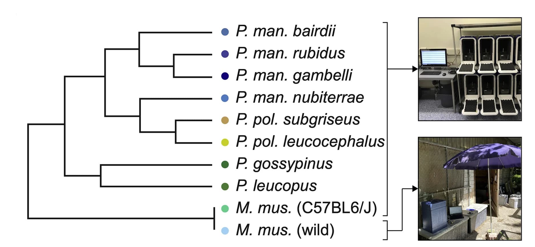 Open access visualization of Workflow, Photo, Phylogenetic Relationships, Taxa, Laboratory Conditions