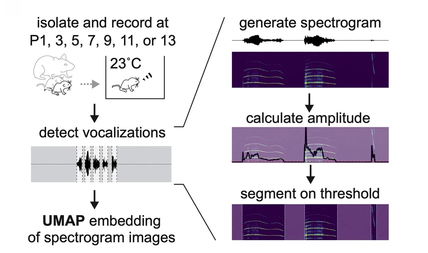 Open access visualization of Workflow, Spectrogram, UMAP, Recording Paradigm, Pups
