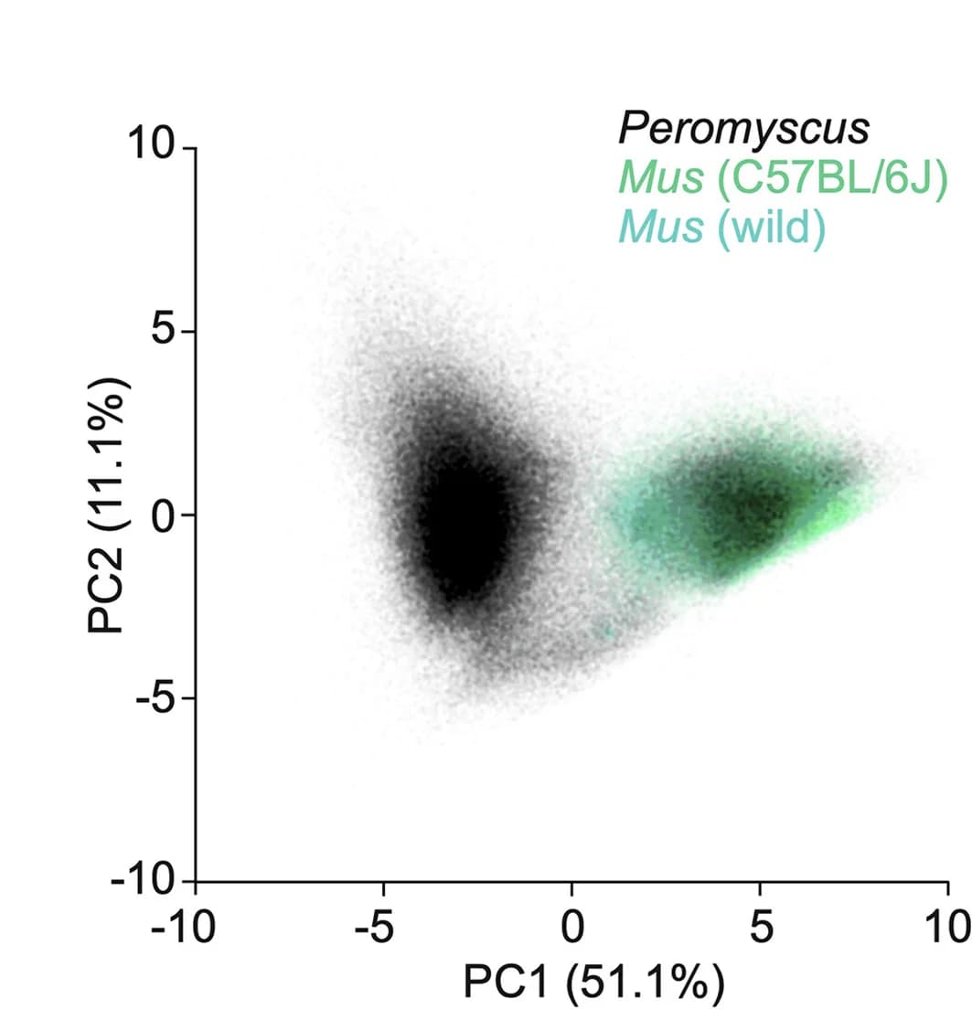 Open access visualization of Scatter Plot, PCA, Principal Component Analysis, Acoustic Features, Vocalization