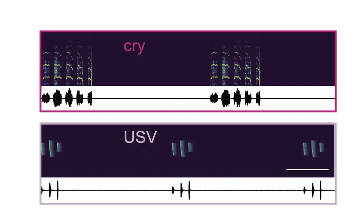 Open access visualization of Spectrogram, Line Plot, Spectrograms, Wave Forms, Cries