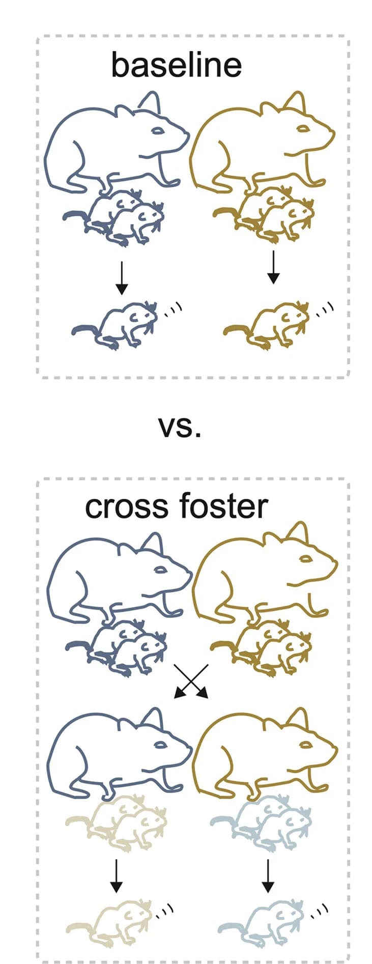 Open access visualization of Workflow, Illustration, Cross-fostering, Experimental design, Pups