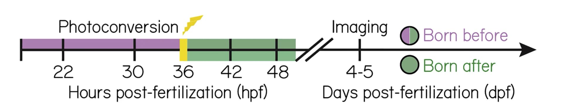 Open access visualization of Bar Plot, Birthdating experiments, Photoconversion, Neurons, Fish