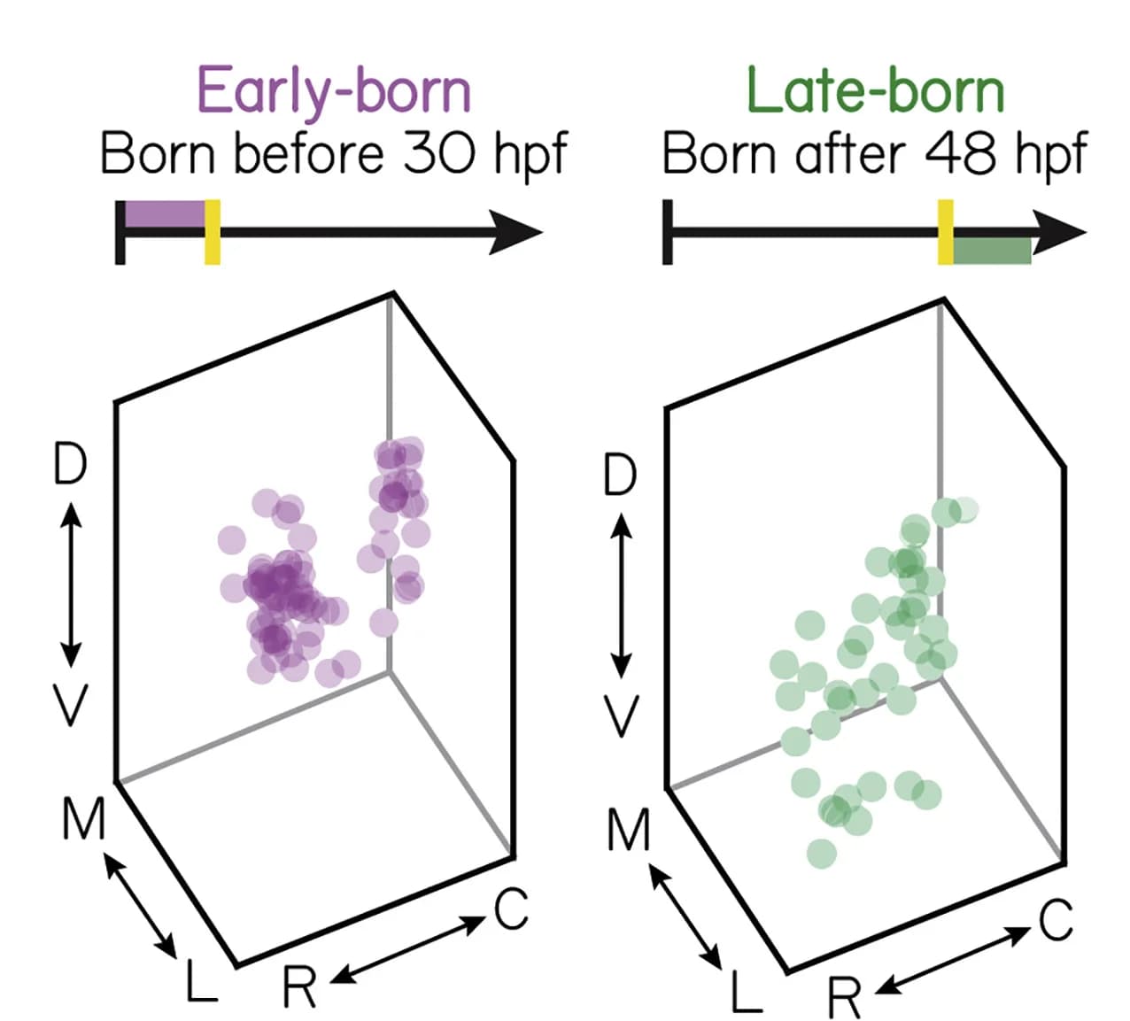 Open access visualization of 3D Plot, Soma Position, Birthdated Projection Neurons, Early-born, Late-born