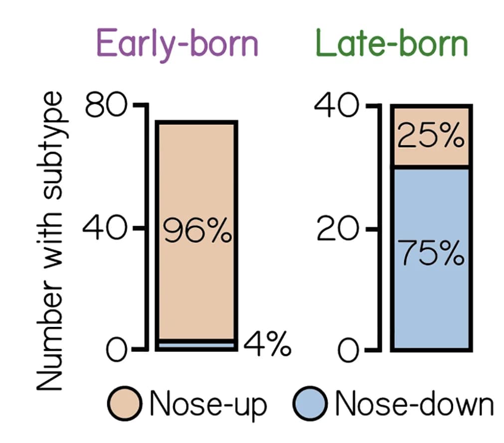 Open access visualization of Bar Plot, Stacked Bar Plot, Projection Neurons, Directional Subtype Identity, Early-Born Neurons