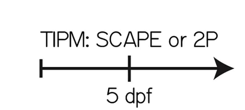 Open access visualization of Illustration, Workflow, Topography Validation, TIPM, Larvae