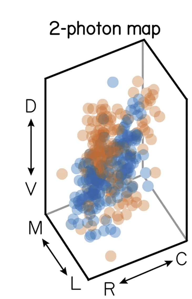 Open access visualization of 3D Plot, Soma Position, Two-Photon TIPM, Directional Identity