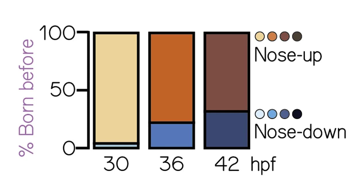 Open access visualization of Stacked Bar Plot, Nose-Up Neurons, Nose-Down Neurons, Neuron Age, Fish