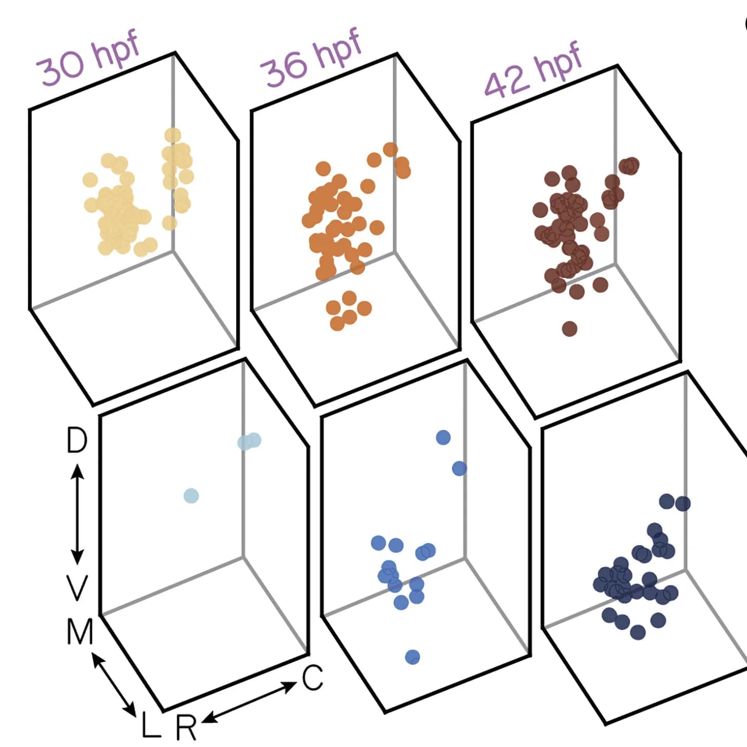 Open access visualization of Scatter Plot, 3D Plot, Neuron Soma, Neuron Age