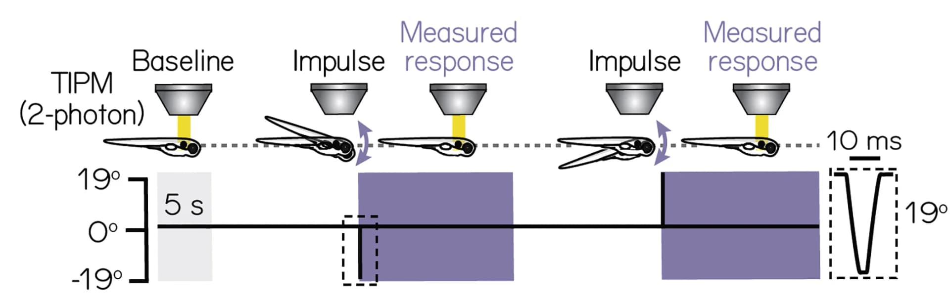 Open access visualization of Line Plot, Illustration, Impulse stimulus, Calcium imaging