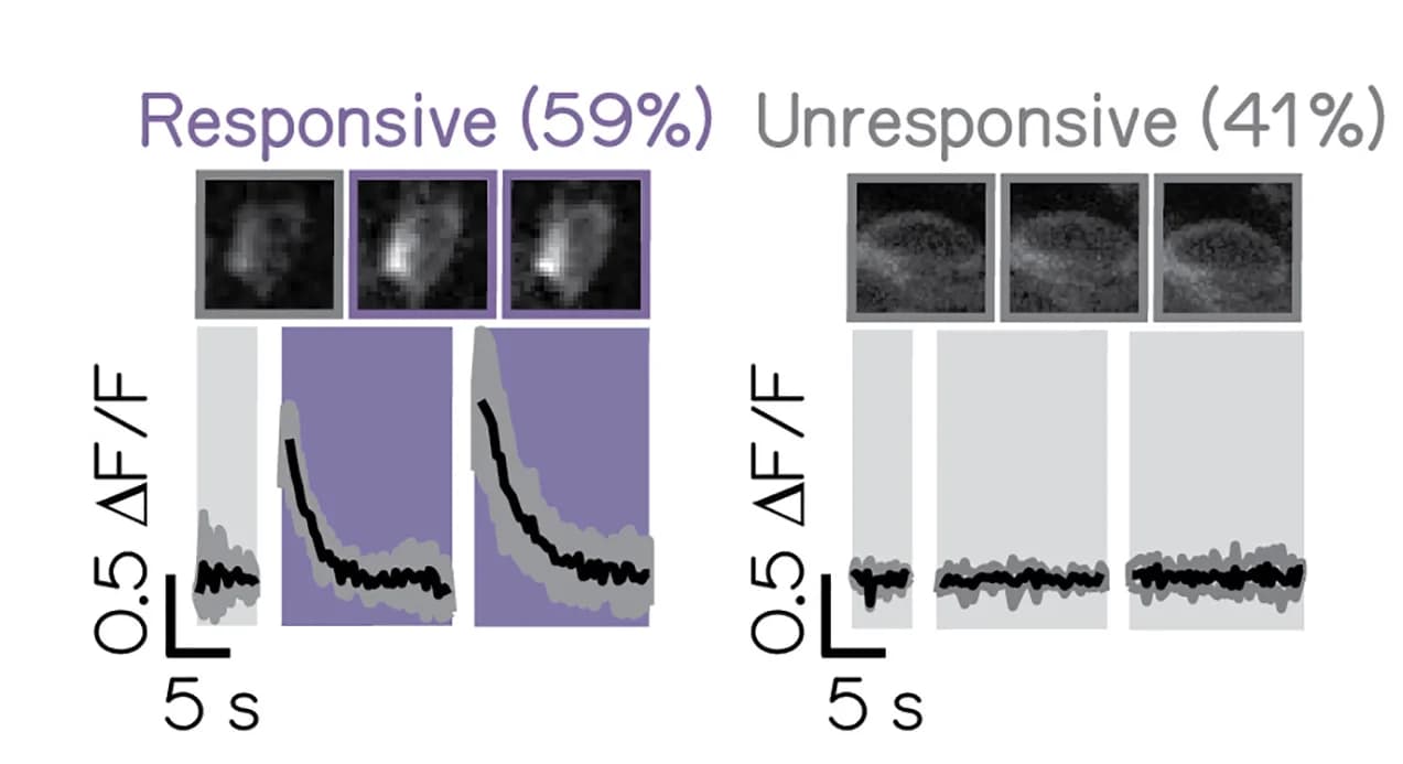 Open access visualization of Line Plot, Error Bars, Microscopy, Projection Neuron, Impulse Response