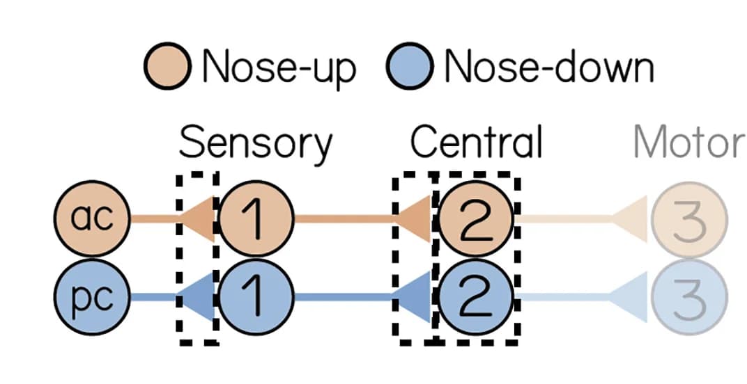 Open access visualization of Workflow, Flowchart, Illustration, Circuit Schematic, Electron Microscopy