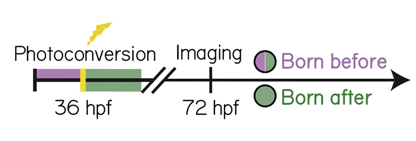 Open access visualization of Workflow, Illustration, Timeline, Axon Birthdating, Larvae