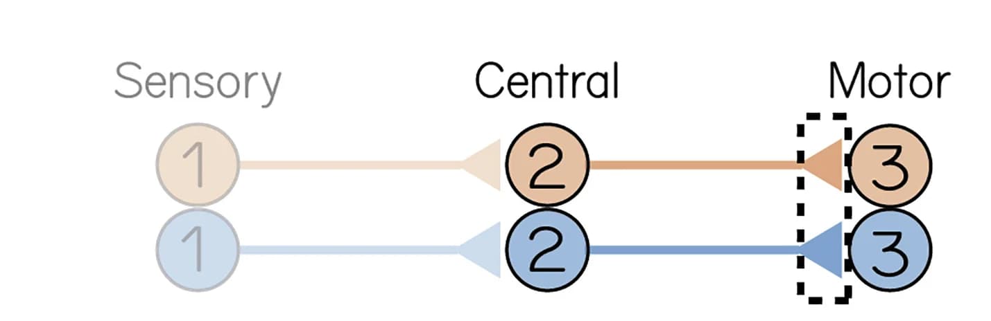 Open access visualization of Workflow, Flowchart, Circuit Schematic, Synapse Formation, Axo-somatic Varicosities