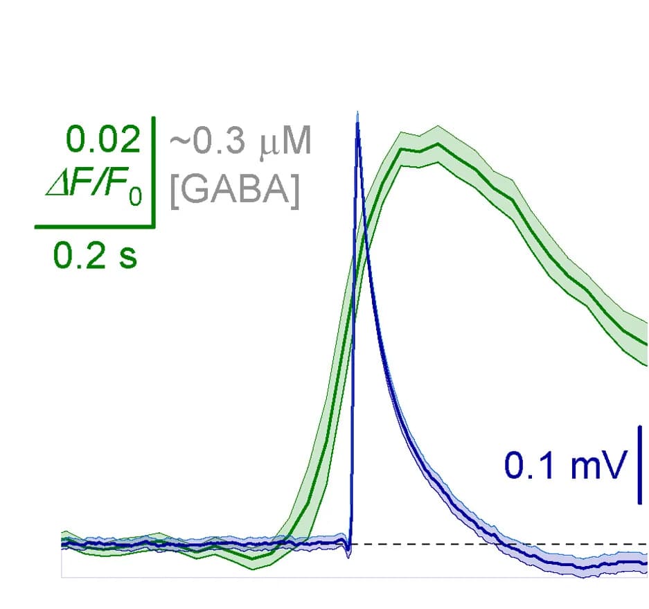 Open access visualization of Line Plot, Error Bars, LFP, iGABASnFR2 Recordings