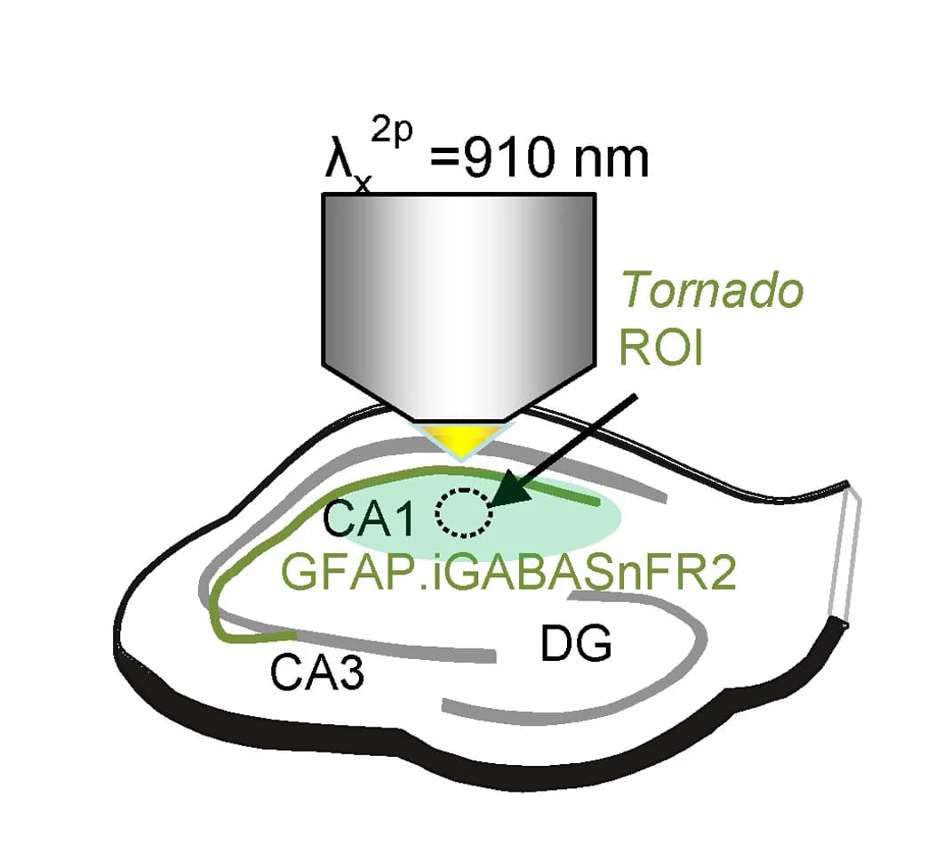 Open access visualization of Illustration, IIE-driven GABA, CA1 Neuropil, Astroglia-expressed iGABASnFR2